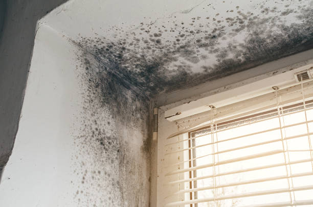 Affordable Commercial Mold Remediation solutions in Allendale, MI