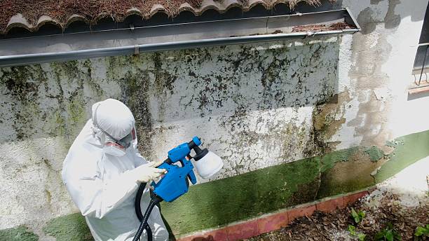 Top rated local Commercial Mold Remediation specialists in Allendale, MI